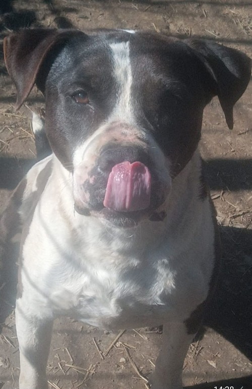 AARON, AMSTAFF 9 ANNI, SOGNA ANCORA UNA CASA SUA. 