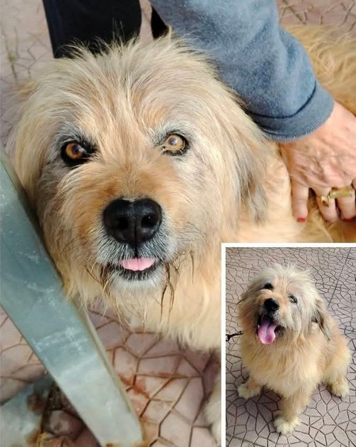   LAKY, MASCHIO DI 15 ANNI, 20/25 KG 