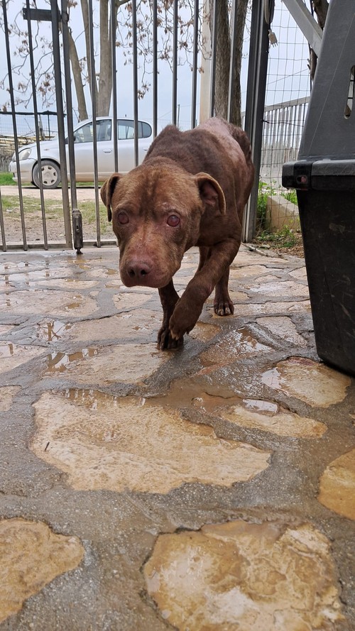 ETTORE, GIOVANE E CIECO. QUEL CHE RESTA DI UN PIT