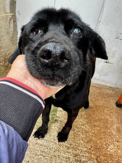 BRAILLE,  MASCHIO ANZIANO, CIECO 