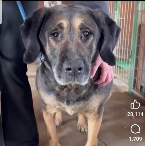 ADOZIONE DEL CUORE URGENTE:  AGATHA, 12 ANNI