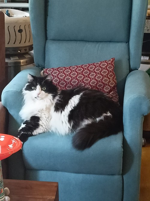 padrona morta e gatto di 13 anni