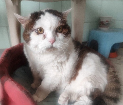 LOLA, GATTINA DI 16 ANNI RIMASTA SOLA